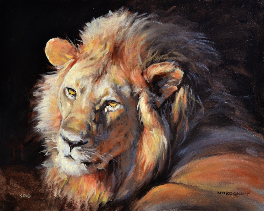 Lion in repose  16 x 20